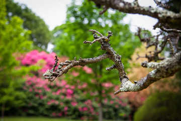 mossy branch of a tree