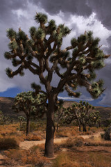 Fototapeta na wymiar cactus tree