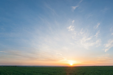 Sunset over green wheat field