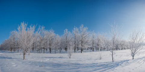 Winter day with blue sky in woodland
