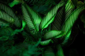 Naklejka na ściany i meble fern on black background or Calathea majestica M.Kenn. CU.Roseo-Lineata.