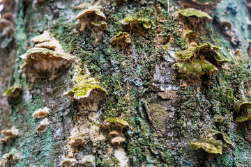 An old stump, infected by fungal plant pathogen - Polypore fungus. This species infects trees through broken bark, causing rot and continues to live on trees long after they have died, as a decomposer