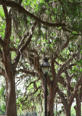 A traditional street light with oak trees and spanish moss