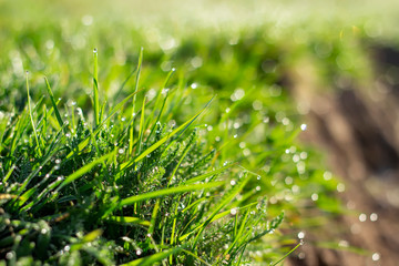 background of dew drops on bright green grass.