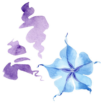 Blue brugmansia floral botanical flowers. Watercolor background set. Isolated brugmansia illustration element.