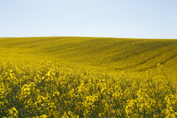 Fototapeta premium Sunset over the rapeseed field among the hills