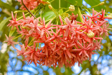 Amazing tropical pink flower on bush close-up