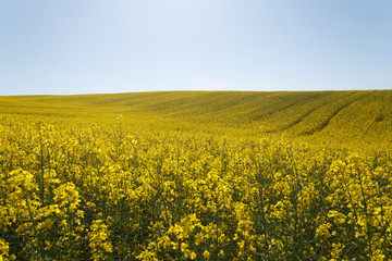 Fototapeta premium Sunset over the rapeseed field among the hills