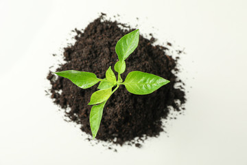 Saplings seedlings in black soil on white background, top view and space for text. Environmental protection. Agriculture