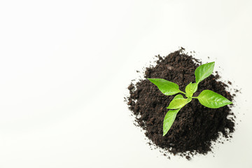 Saplings seedlings in black soil on white background, top view and space for text. Environmental protection. Agriculture