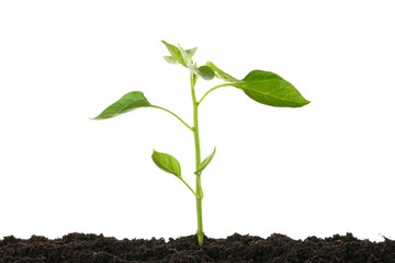 Saplings seedlings in black soil isolated on white background. Environmental protection. Agriculture