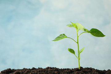 Seedling in black soil against light background, space for text. Environmental protection