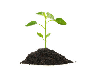Saplings seedlings in black soil isolated on white background. Environmental protection. Agriculture