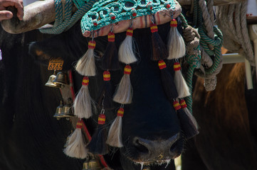 Decorated oxen -  close up from left