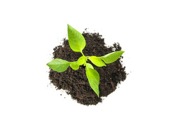 Saplings seedlings in black soil isolated on white background, top view. Environmental protection. Agriculture