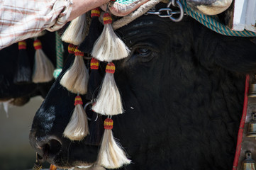 Decorated oxen -  close up from right