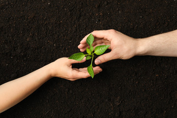 Woman and man hands hugs a green sprout in black soil, top view and space for text. Environmental protection. Agriculture