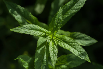 Mint plant on a dark natural background. View from above. Selective focus.