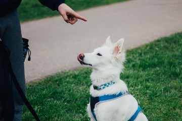 White Swiss Shepherd training by pet owner. Cute purebred dog