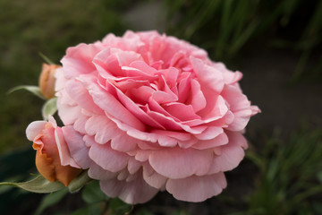 Bl&uuml;te einer rosa Rose