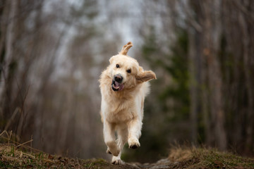 Crazy, cute and happy dog breed golden retriever running in the forest and has fun at sunset