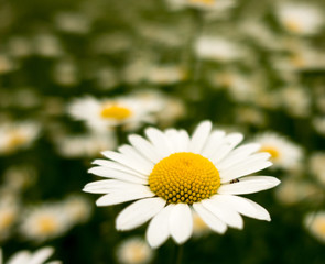 Wei&szlig;e Bl&uuml;hte im Sommer