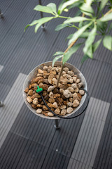 Automatic plant watering installed under small rock stone