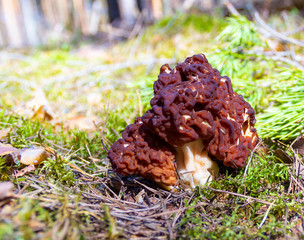Strochok (Gyromitra) is a genus of marsupial fungi of the family Discinaceae, which is often confused with edible morels (Morchella spp.)