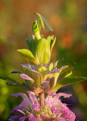 Green Insect Resting on Top of a Purple Wildflower