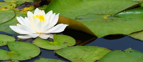Panoramic view of White Water Lily on pond and lily leaf background 
