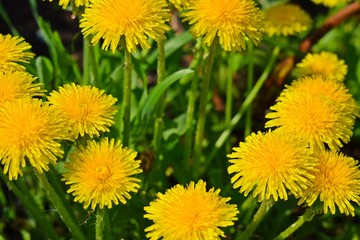 Beautiful yellow dandelion in the spring in the meadow.