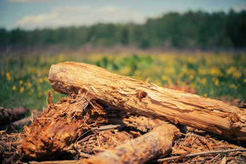 a log of wood on the grass in the summer