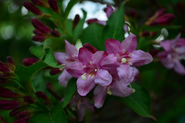 delicate pink flowers of weigela on a bush