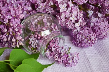 Lilac flowers in a jar on the table.Preparation of tincture of lilac to strengthen the immune system and improve the body.