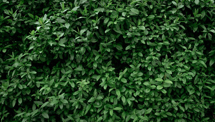 background and texture of the wall of natural green small leaves. eco wallpaper