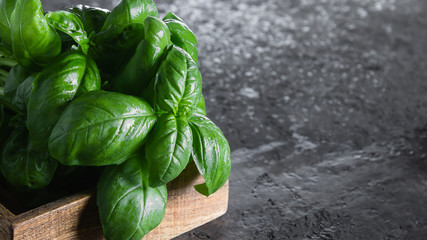 Fresh green basil on a dark background. Food background. Banch of flavorous basil. Banner image