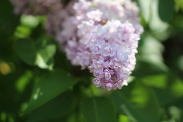 pink flowers in garden