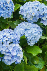 Blue Hydrangea (Hydrangea macrophylla) or Hortensia flower in Gramado, Rio Grande do Sul, Brazil 