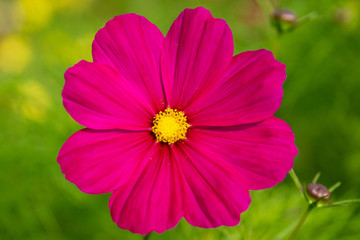 Obraz premium pink flower in the garden