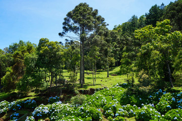 Blue Hydrangea (Hydrangea macrophylla) or Hortensia flower with  Araucaria angustifolia in Gramado, Rio Grande do Sul, Brazil