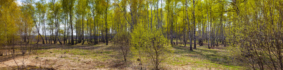 Obraz premium Birch grove on a sunny day.