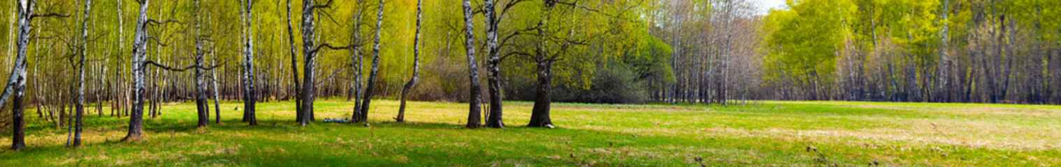 Birch grove on a sunny day.