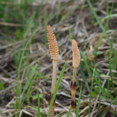 Field horsetail or common horsetail (Equisetum arvense), fertile spore-bearing stems. Close-up view, selective focus
