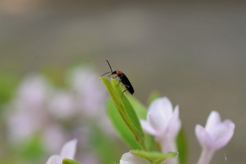 insect on a leaf