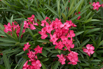 Nerium oleander