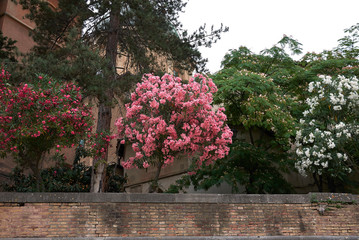 Nerium oleander
