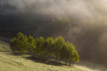 Spring sunrise at the forest edge, in Transylvania 