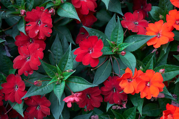 Impatiens New Guinea