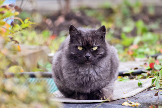 Sullen Gray Cat With Drop Of Water At The Mouth Sits In The Garden After Rain In Fall And Looks Straight Into Your Eyes