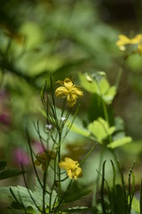 small yellow flowers in garden